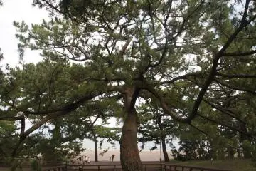This pine grove has as many as 30,000 flourishing pine trees