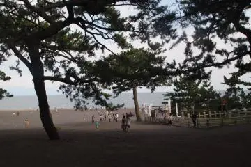 Tourists walk under the pines and toward the ocean