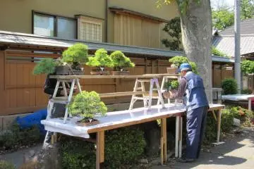 Getting ready for a Bonsai festival in Taro, Omiya