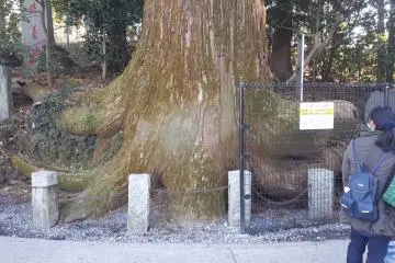 The octopus cedar