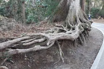 Amazing tree roots