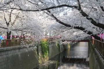Meguro River (Photo: <a href="https://commons.wikimedia.org/wiki/File:Meguro_River_Spring_2014(2).jpg" target="_blank" rel="noreferrer noopener nofollow">Aw1805</a> / <a href="https://creativecommons.org/licenses/by-sa/3.0/deed.en" target="_blank" rel="noreferrer noopener nofollow">CC BY-SA 3.0</a>)