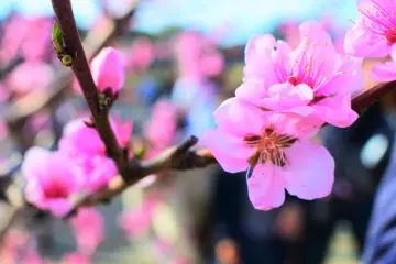 Lovely cherry blossoms