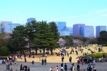 Enjoying hanami in the East Gardens