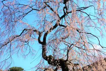 The beautiful shidarezakura