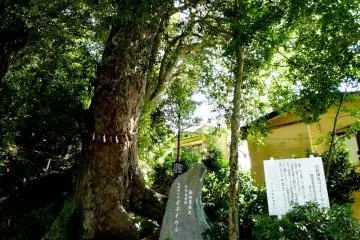 Another big tree