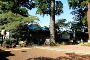Huge trees are scattered about the precinct