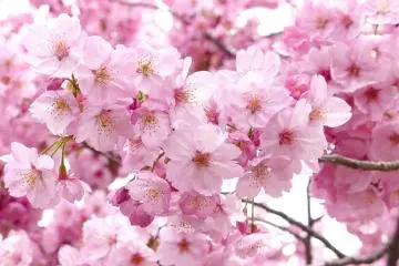 Pops of pink will surround Atami Castle (Photo: <a href="https://pixabay.com/photos/sakura-cheery-blossom-sky-spring-712312/" target="_blank" rel="noreferrer noopener nofollow">Yarachan / Pixabay.com</a>)