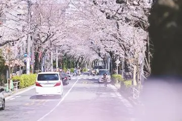 Kamurozaka Sakura Festival (Photo: <a href="https://shinagawa-kanko.or.jp/featured/sakuraohanamispot/" target="_blank" rel="noreferrer noopener nofollow">Shinagawa Tokyo</a>)