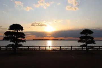 Sunset flanked by Japanese pine trees