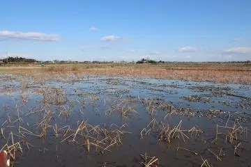 Renkon fields