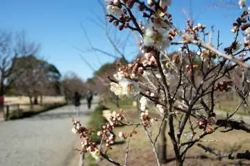 Plum flowers in bloom at Kairakuen