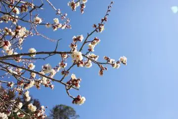 One of the many varieties of plum flowers at Kairakuen