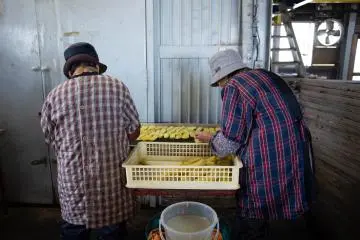 Workers preparing dried sweet potato at Nousanbutsu Kakou Konya