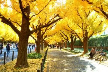 Jingu Gaien Gingko Avenue