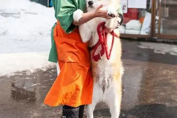 The loyalty and devotion they display reflects characteristics that are deeply prized within Japanese society.
