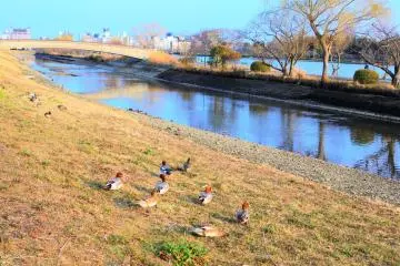 Cute ducks