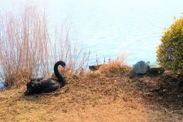 A black swan resting by the lake