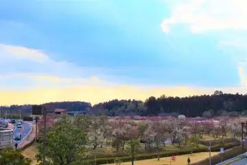 A great view of Kairakuen Garden