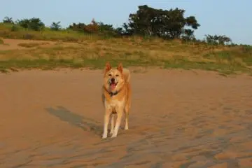 <p>L'herbe pousse dans certaines parties des dunes, en fait, le gouvernement pr&eacute;fectoral a des programmes pour retirer la prairie empi&eacute;t&eacute;e chaque ann&eacute;e afin de pr&eacute;server les dunes</p>