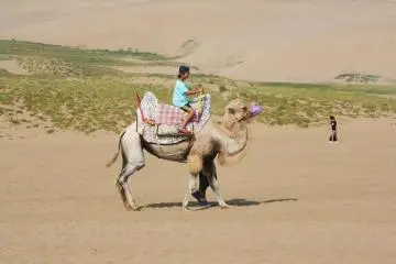 <p>Une vir&eacute;e en chameau pour une session photo originale</p>