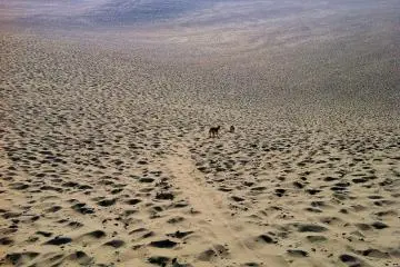 <p>De nombreux sites Web s'extasient sur les cercles cr&eacute;&eacute;s par le vent dans le sable, et d&eacute;noncent la fa&ccedil;on dont les traces des touristes les ont d&eacute;j&agrave; ruin&eacute; &agrave; midi. Cette photo a &eacute;t&eacute; prise quelques instants apr&egrave;s le lever du soleil, donc vous pouvez voir le sable intact si vous arrivez assez t&ocirc;t !</p>