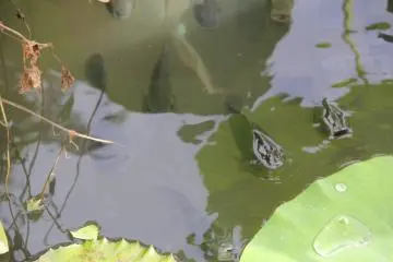 <p>There's also many carp in the pond</p>