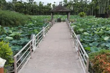 <p>Subtropical water plants engulf the ponds of Southeast Botanical Garden's Water Garden</p>