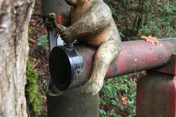 A lucky monkey
