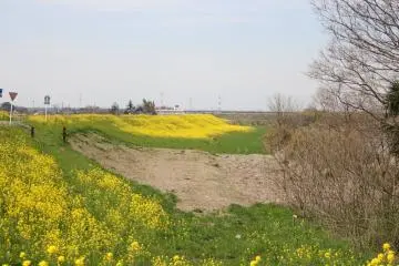 Part of the embankment, and hence the rapeseed, ravaged by typhoon Hagibis in 2019