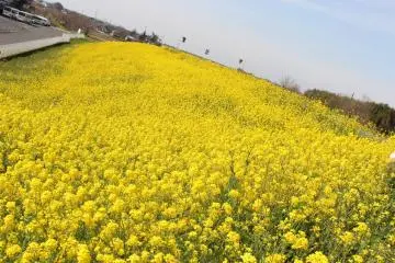 Thousands of rapeseed line the embankment for miles