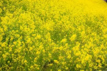Bright yellow rapeseed, one of the harbingers of spring in Japan.