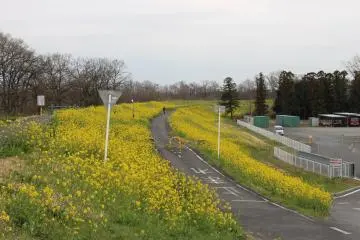 The path is mainly used by cyclists. Part of the course is divided for pedestrian and cyclists.  