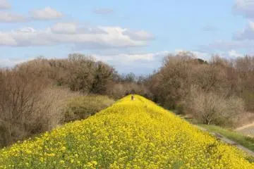 An embankment of rapeseed off the main path
