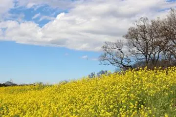 On a fine day, you can enjoy the contrast of a blue sky with the beautiful yellow rapeseed.