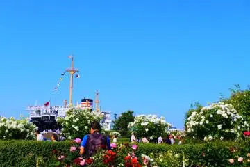 The Future Rose Garden