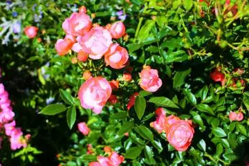Some pretty roses