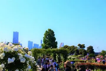 The Future Rose Garden