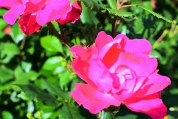 Lovely red roses