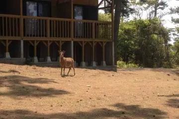 Deer often approach the cabins
