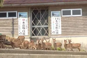 Plenty of deer