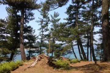 Pine trees cover the island