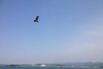 Eagles soar over the island