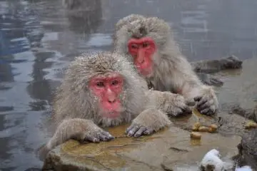 Photo: <a href="https://commons.wikimedia.org/wiki/File:Snow_Monkeys,_Nagano,_Japan.JPG" target="_blank" rel="noreferrer noopener nofollow">Yblieb</a> / <a href="https://creativecommons.org/licenses/by-sa/3.0/deed.en" target="_blank" rel="noreferrer noopener nofollow">CC BY-SA 3.0</a>