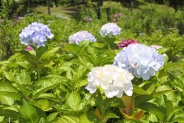 Hydrangeas