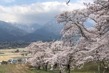Uyama no Sakuranamiki