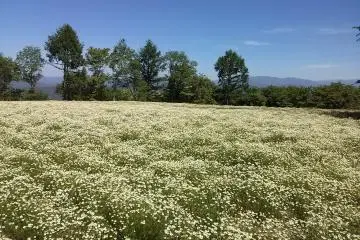 Chamomile Village