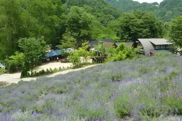Lavender at Chamomile Village