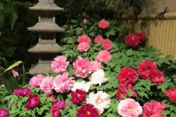Bungan peony di Taman Yushi