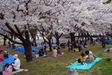 Modern hanami in Kumamoto, Kyushu (Photo: <a href="https://www.flickr.com/photos/tyrian123/3419274351/in/photolist-6d9F94-7Ud1sP-ckzzr-ngDVaw-9v1923-9y2pqw-9v1dHb-9y2i97-9xYnwD-9y2siy-bzcMU1-BRU9s3-9uXetR-9v1gBS-hDoVdK-BLispq-9xYqCn-9xYnir-9y3bvN-78gACn-hDVZuQ-9xYhcv-9uX9sk-9xYg6v-9y29mm-bvsQap-hA4byx-6aBBes-9yrJkP-FiKJf-9xYoJt-9xYo1x-9EodJ5-9y2ahu-9y2b9E-8SEqdx-9y2nfN-BypM37-9xYuWk-8Qy5Mo-hAQn7p-bHK16t-hANMeD-9y2jxd-9y2gMj-fCidSa-7Ud264-9Ek9s4-hDq43j-9xYeCx" target="_blank" rel="noreferrer noopener nofollow">JoshBerglund19</a> / <a href="https://creativecommons.org/licenses/by/2.0/" target="_blank" rel="noreferrer noopener nofollow">CC BY 2.0</a>)